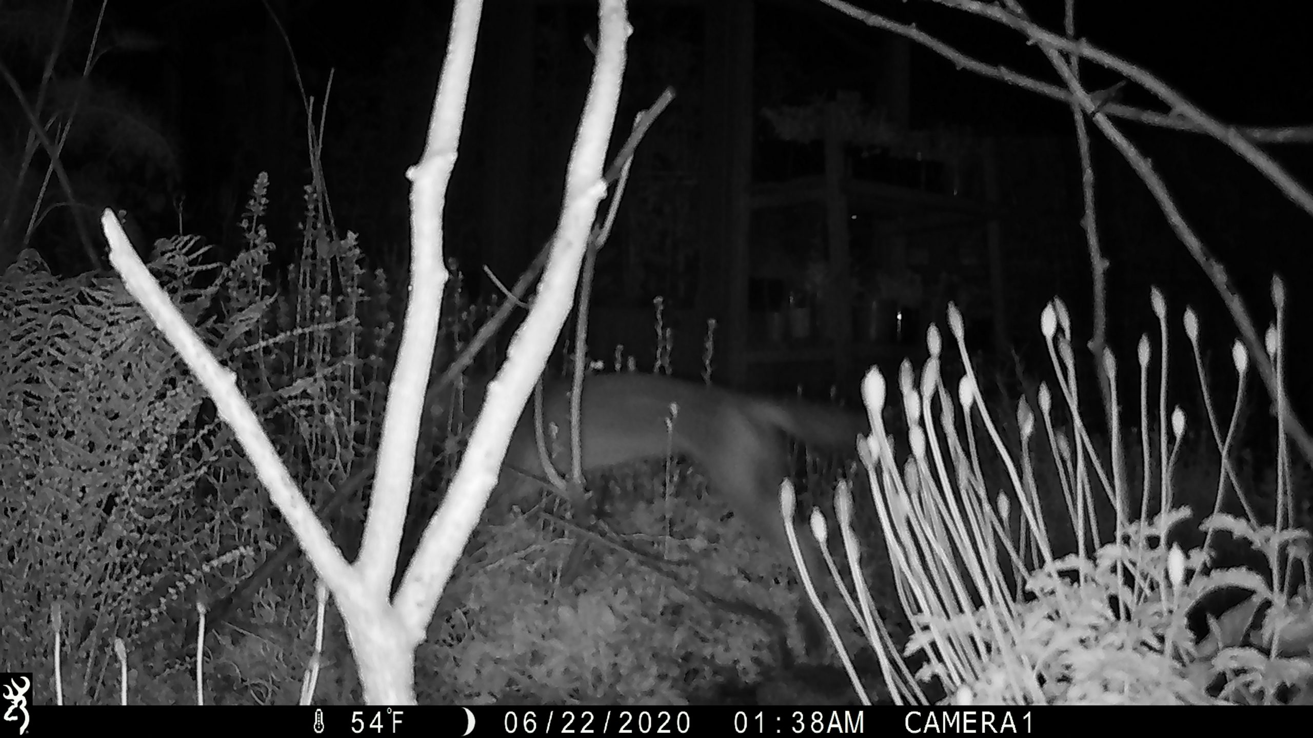 The Fleeting Fox