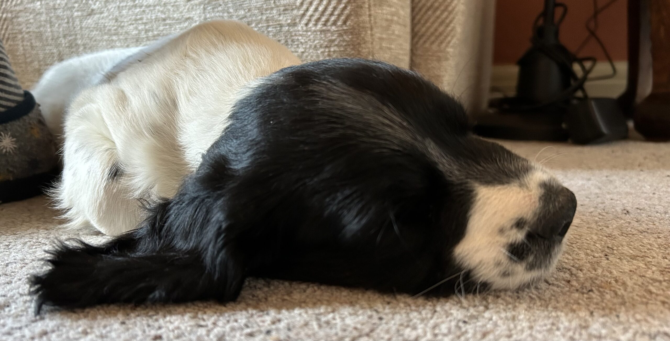About Spaniels